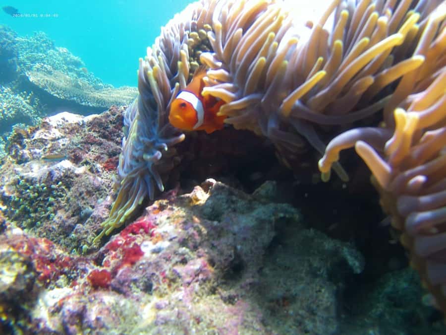 Blue Lagoon and Tanjung Jepun Snorkeling Tour - Timing, conditions, and what to bring