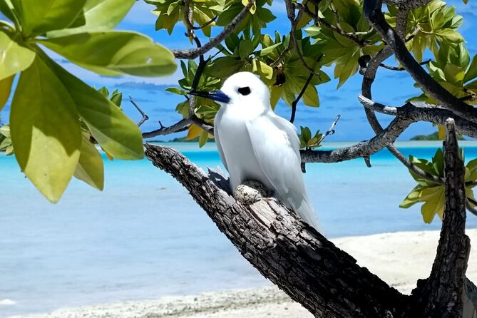 BLUE LAGOON | Eco-tour | Snorkeling Avatoru | Secret Green Lagoon - Avatoru snorkeling and the power of the current
