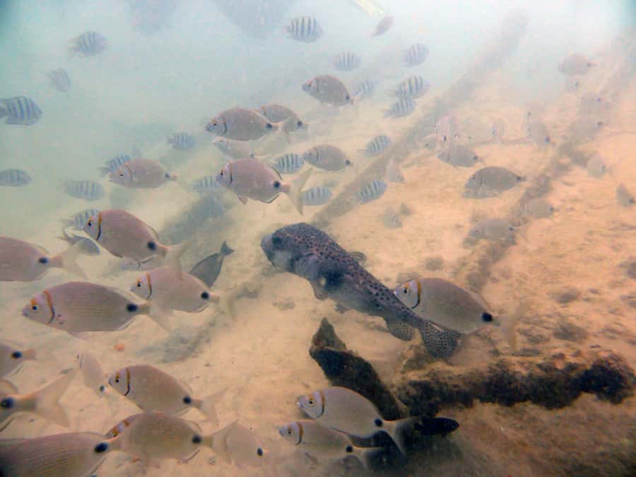 Boa Vista: Motoryacht Trip with Fishing, Snorkel, Beach BBQ - A beach BBQ with fresh fish and a meat option