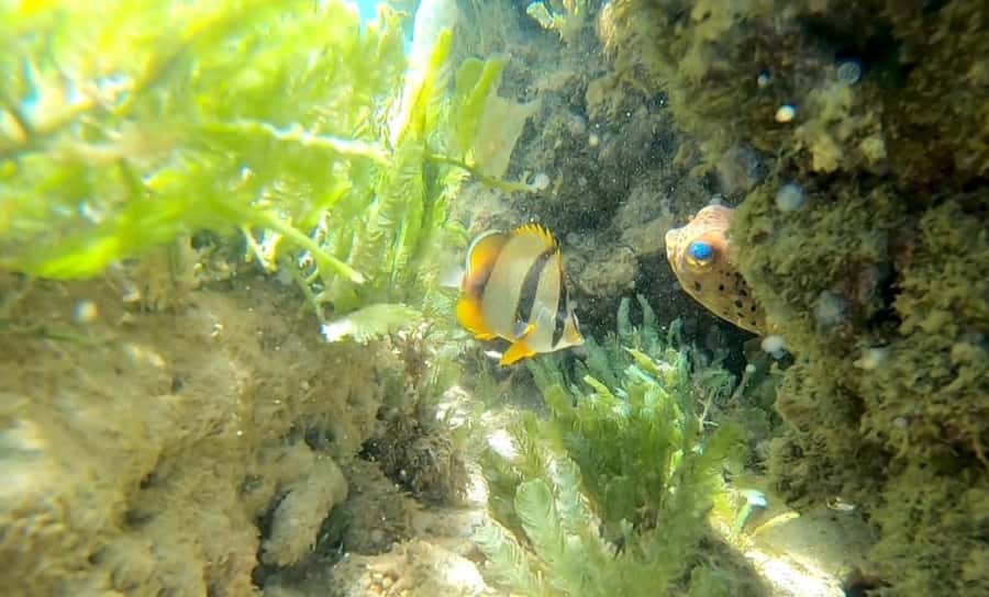 Boa Vista Reef Snorkeling in Gatas Bay / Aperitif with Locals - Key points before you book