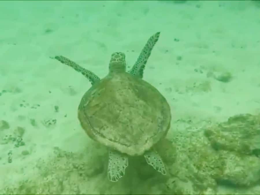 Boa Vista Reef Snorkeling in Gatas Bay / Aperitif with Locals - Why Gatas Bay works so well for beginners