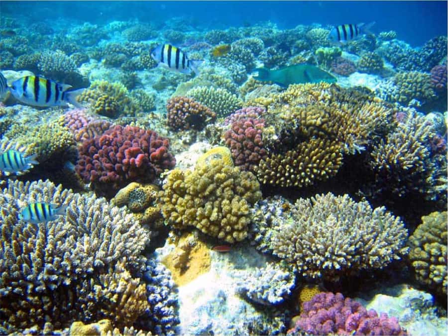 Boa Vista Reef Snorkeling in Gatas Bay / Aperitif with Locals - The ride from your hotel to the east coast