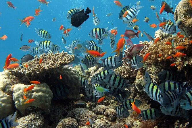 Boat Dive and Snorkeling Experience in Aqaba - Who will enjoy this outing most?