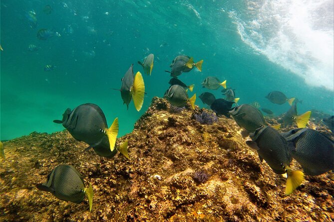 Boat ride to the Arch and Snorkel - Who should book this Cabo snorkeling tour?