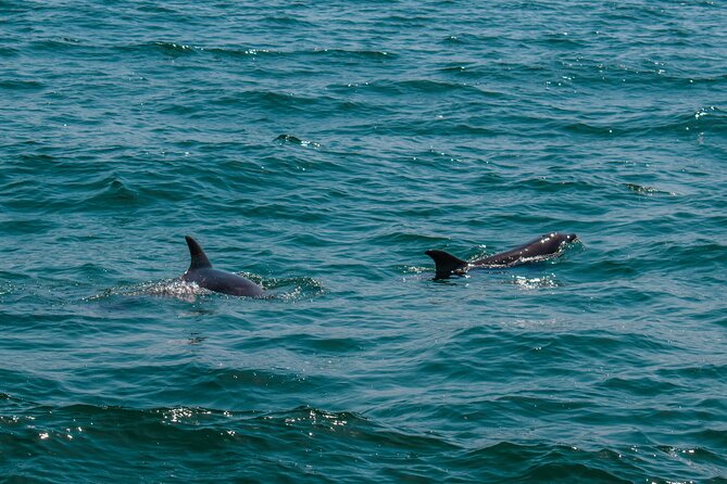 Boat Tour Snorkeling Tour with Guide, Drinks and Fruit - A short morning on Cabo’s water