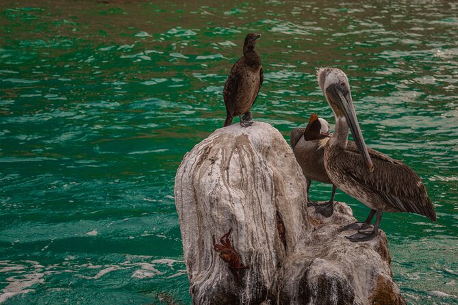 Boat Tour Snorkeling Tour with Guide, Drinks and Fruit - What the feedback tells you to expect