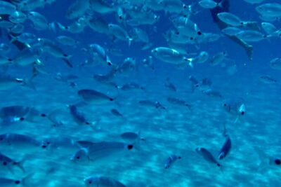 Boat Tour to Sella del Diavolo: Snorkeling, GoPro & Beer