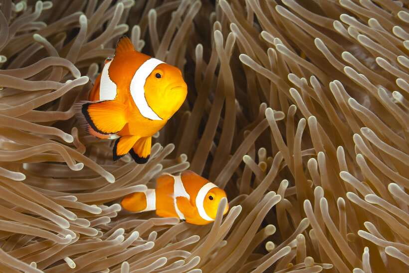 Bohol: Boat Tour to Sandbar and Snorkeling with Turtles - Key points to know before booking