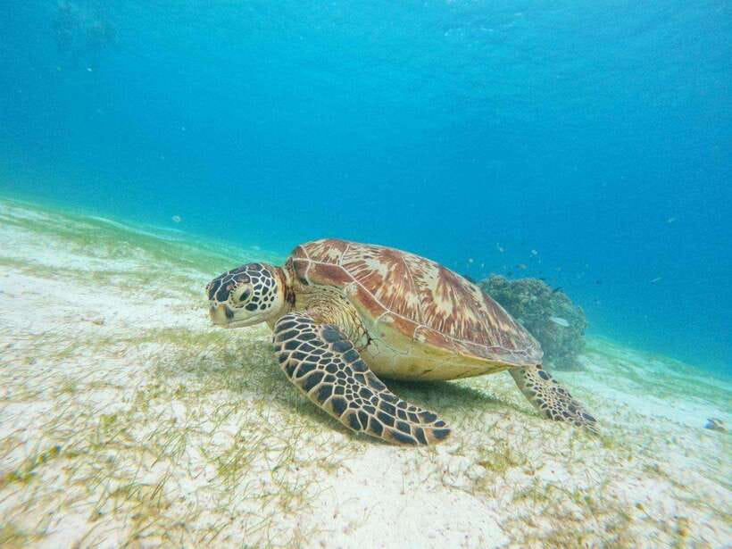 Bohol: Boat Tour to Sandbar and Snorkeling with Turtles - Watching for dolphins off Balicasag
