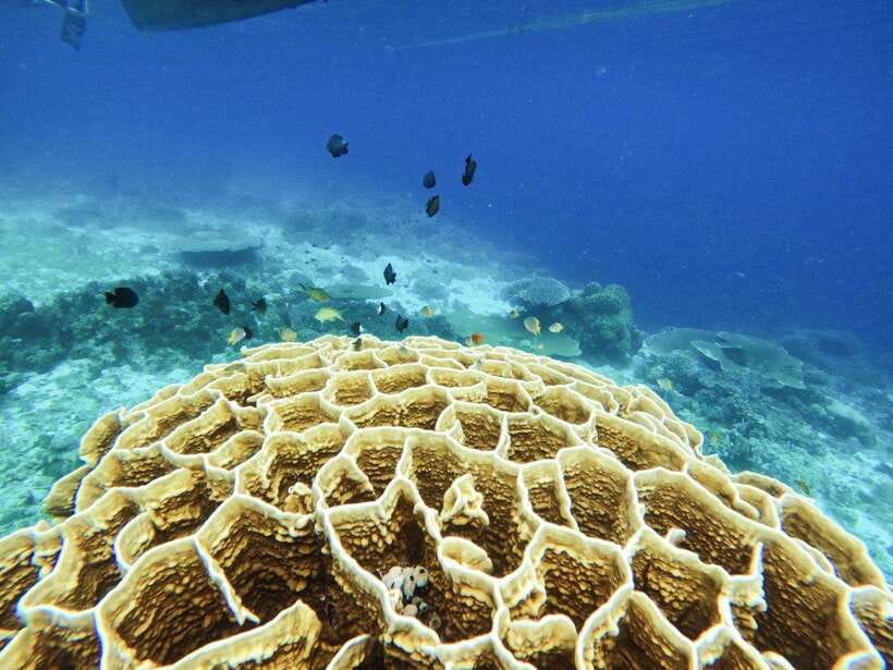 Bohol: Boat Tour to Sandbar and Snorkeling with Turtles - Fresh grilled lunch on the boat