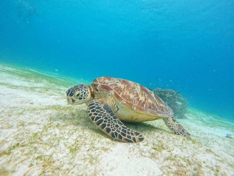 Bohol: Boat Tour to Sandbar and Snorkeling with Turtles - Is $51 good value?