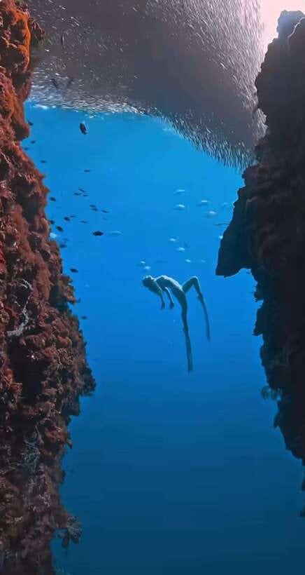Bohol: Guided Sardine Reef Snorkeling Experience - Key points to know before booking