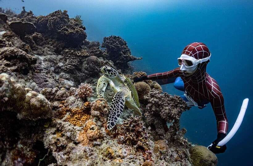 Bohol: Guided Sardine Reef Snorkeling Experience - Sardines are never guaranteed