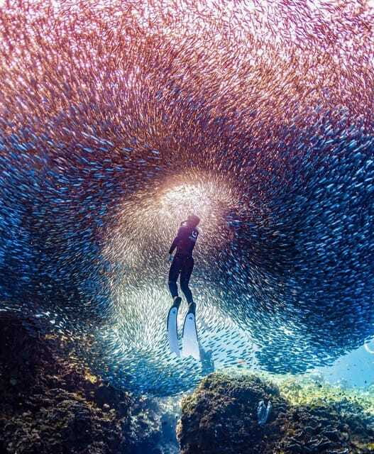 Bohol: Guided Sardine Reef Snorkeling Experience - Practical details that affect the day