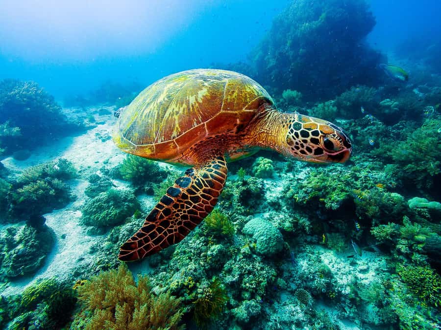 Bohol: Private Balicasag Tour with extra snorkeling time - An Early Start for Balicasag’s Best Water