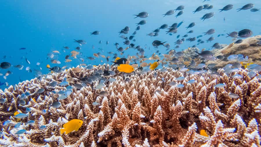 Bohol: Private Balicasag Tour with extra snorkeling time - From Panglao by Tuk Tuk and Speedboat