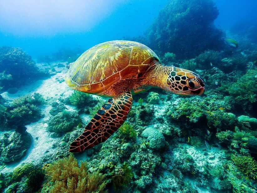 Bohol: Private Balicasag Tour with extra snorkeling time - What the $110 Price Really Buys