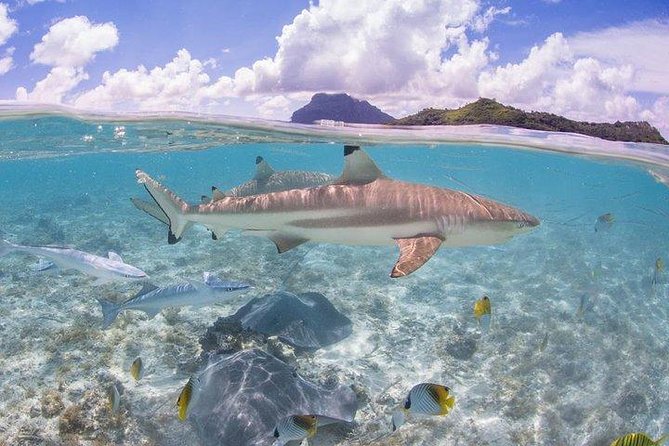 Bora Bora 4WD Tour & Eco Shark & Ray Snorkel Cruise - Bloody Mary’s gives you a needed pause