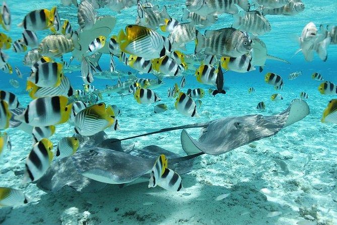 Bora Bora 4WD Tour & Eco Shark & Ray Snorkel Cruise - How to prepare for seven hours outside