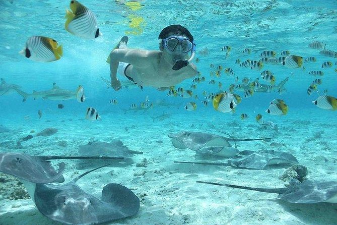 Bora Bora 4WD Tour & Eco Shark & Ray Snorkel Cruise - Practical booking details and value