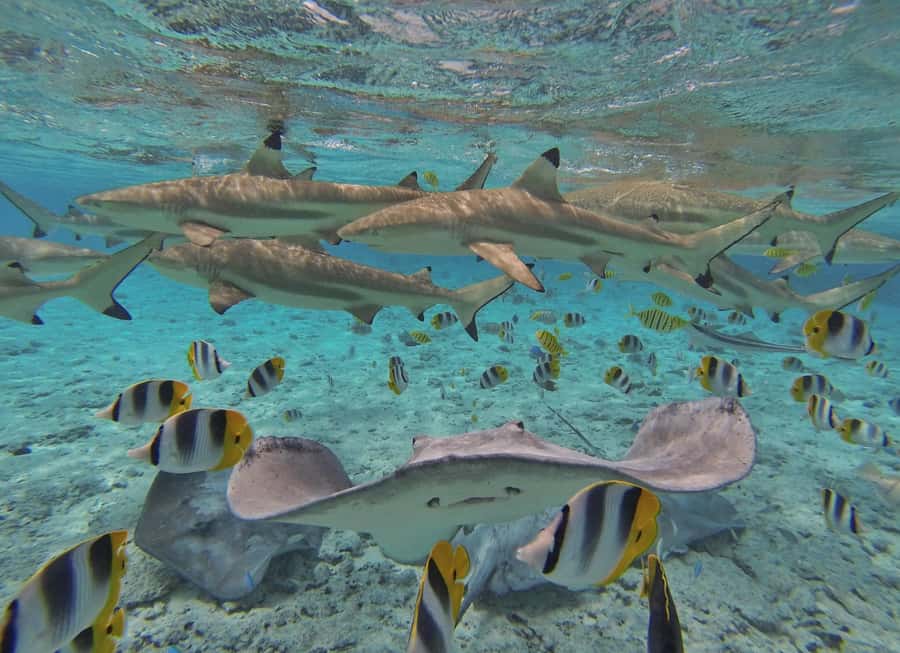 Bora Bora by Land and Sea: 4WD Safari and Snorkel - Lunch at Bloody Mary’s, with a useful caveat