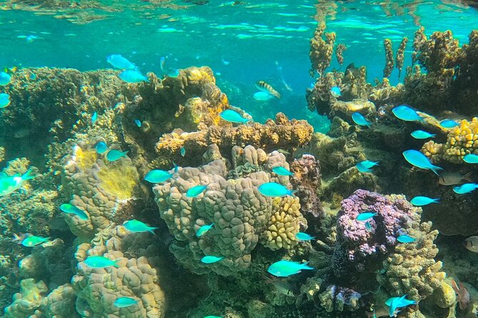 Bora Bora Combo Tour: Lagoon Cruise and 4WD Tour Including Snorkeling - What the small-group format means