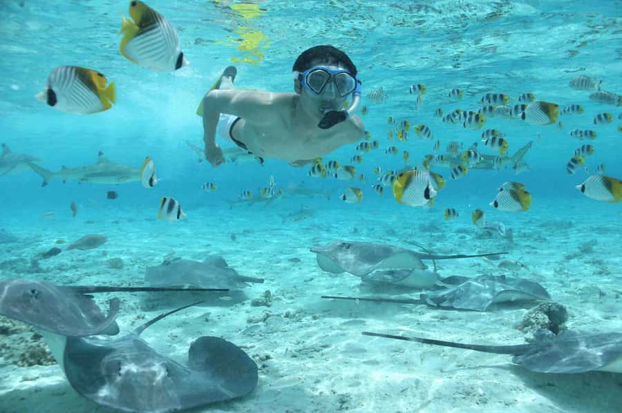 Bora Bora: Eco Shark and Snorkeling Safari - Guides who make the water easier