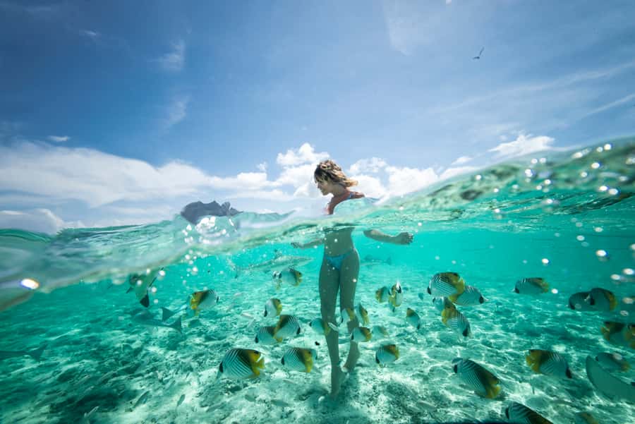 Bora Bora: Eco Shark and Snorkeling Safari - What the afternoon timing means for you