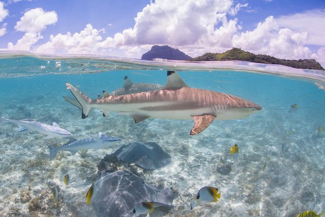 Bora Bora Eco Snorkel Cruise Including Snorkeling with Sharks and Stingrays - Is $118.37 a fair price?