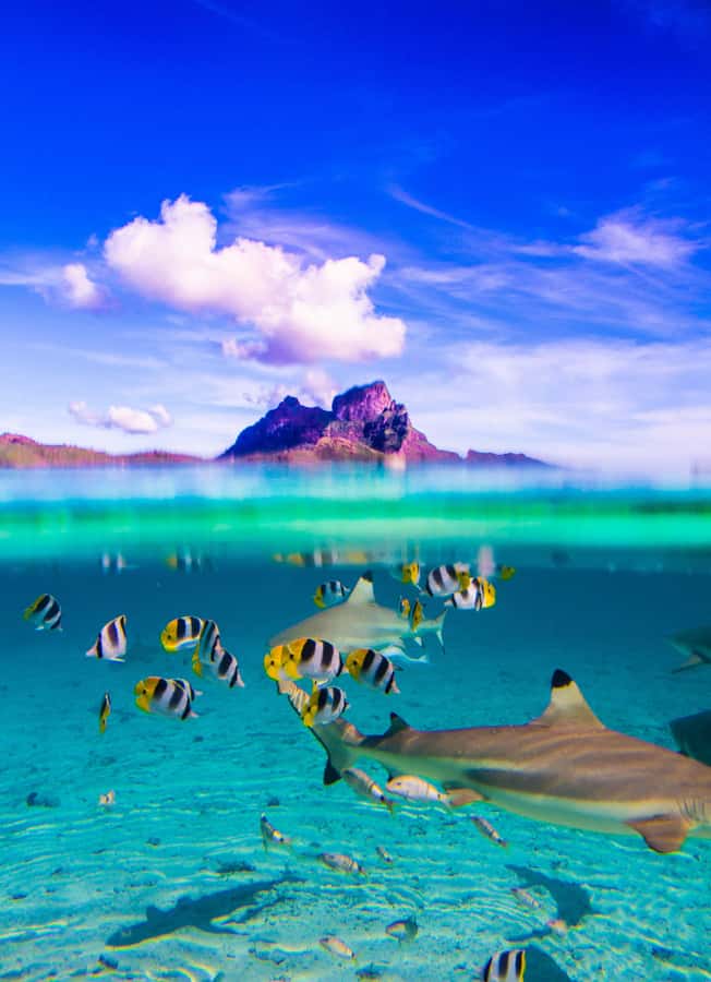 Bora Bora: Full-Day Lagoon Snorkelling Tour - The first water stops: rays, sharks, and shallow swimming