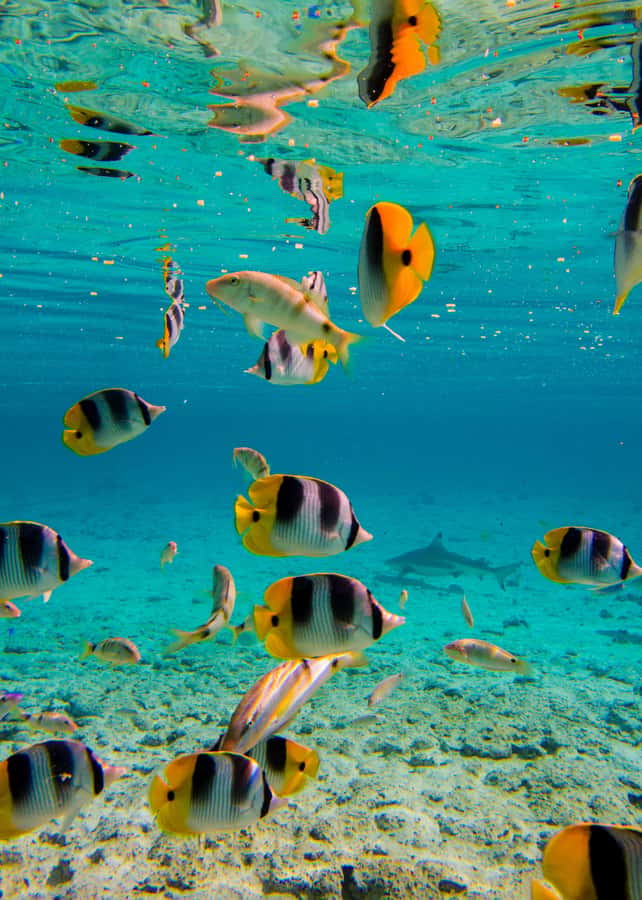 Bora Bora: Full-Day Lagoon Snorkelling Tour - The guides make the difference
