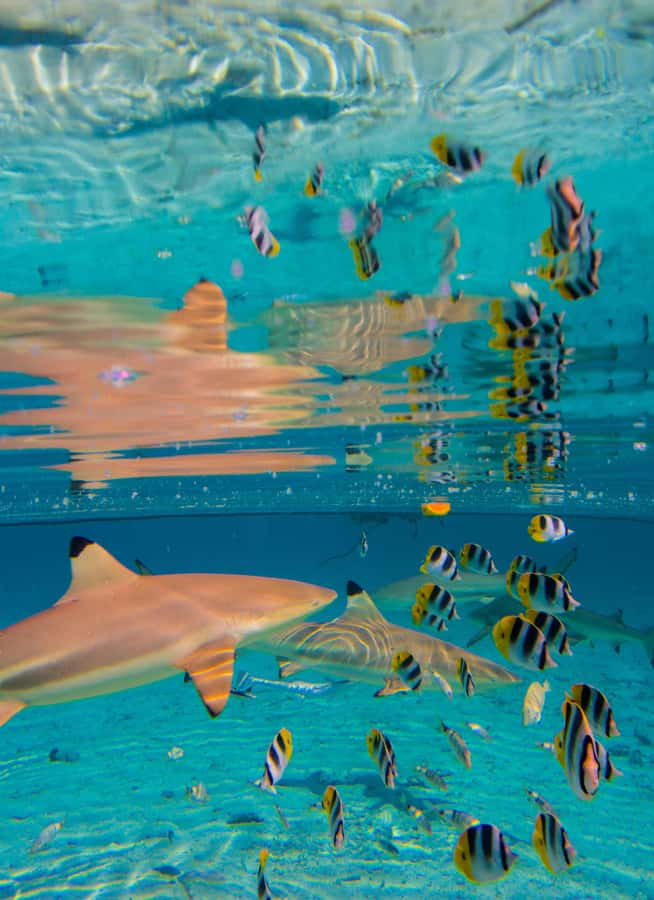 Bora Bora: Full-Day Lagoon Snorkelling Tour - Who should book it