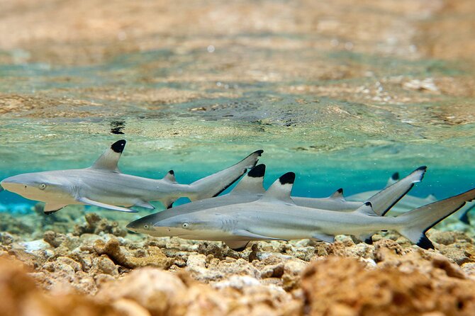 Bora Bora Full Day Snorkeling with Lunch - Price, group size, and what you receive for $153.04