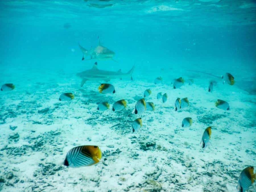 Bora Bora: Half-Day Lagoon Snorkelling Tour - Key points at a glance