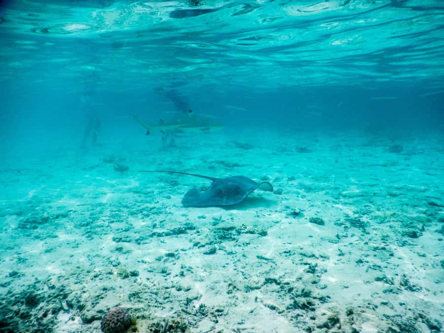 Bora Bora: Half-Day Lagoon Snorkelling Tour - Why this three-hour lagoon trip works
