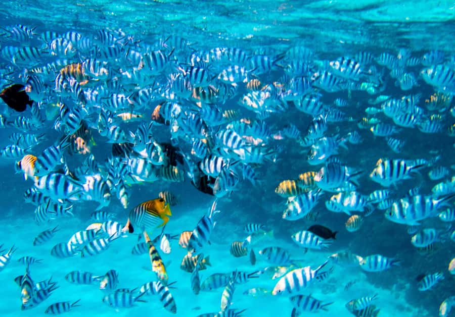 Bora Bora: Half-Day Lagoon Snorkelling Tour - What the $106 price covers