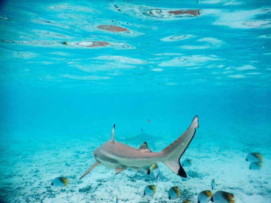 Bora Bora: Half-Day Lagoon Snorkelling Tour - Starting from the hotel pier or Vaitape