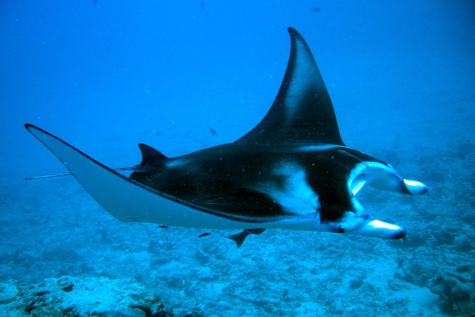 Bora Bora Jet Ski Tour, & Eco Shark / Ray Snorkel Cruise - Snorkeling with black-tip reef sharks and rays