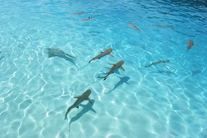 Bora Bora Jet Ski Tour, & Eco Shark / Ray Snorkel Cruise - Is $323.28 a fair price?