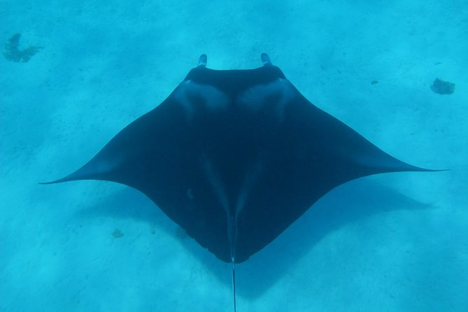 Bora Bora Lagoon Snorkeling Tour by Private Boat - Why a private boat changes the Bora Bora snorkeling day