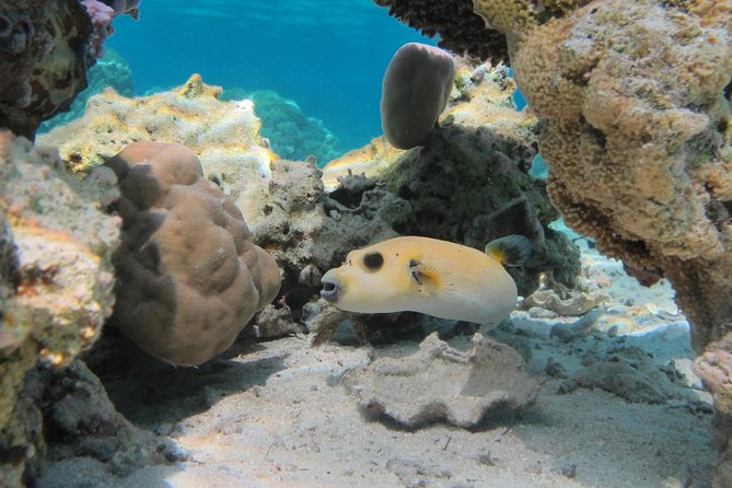Bora Bora Lagoon Snorkeling Tour by Private Boat - The outer reef and the shark stop