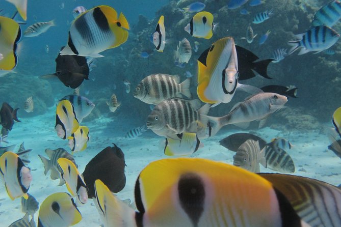 Bora Bora Lagoon Snorkeling Tour by Private Boat - The guides are a major part of the value