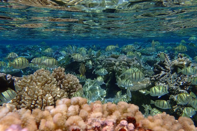 Bora Bora Lagoon Snorkeling Tour by Private Boat - Is $650 a fair price for four people?