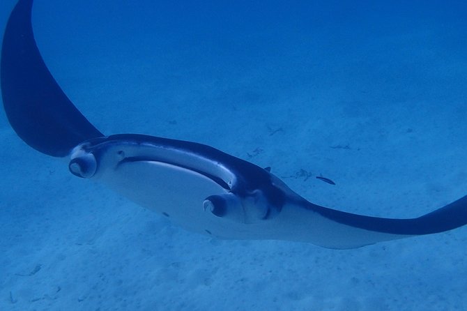 Bora Bora: Luxury Private Half Day Snorkeling Tour - Why the Bora Bora lagoon makes this tour special