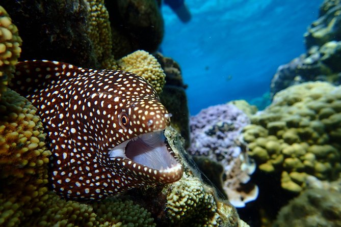 Bora Bora: Luxury Private Half Day Snorkeling Tour - Guides who shape the day