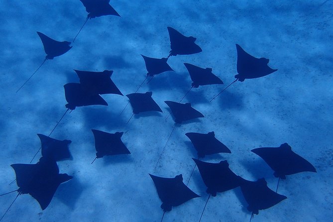 Bora Bora: Luxury Private Half Day Snorkeling Tour - Timing, pickup, and cancellation details