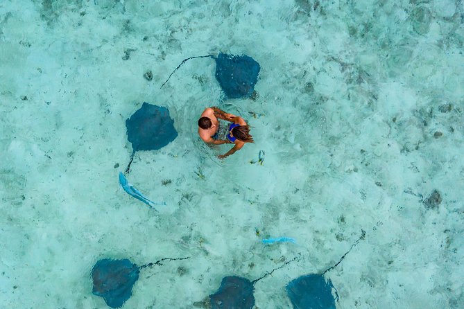 Bora Bora Snorkel Cruise by Polynesian Outrigger Canoe with BBQ Island Lunch - Sharks and stingrays in shallow water