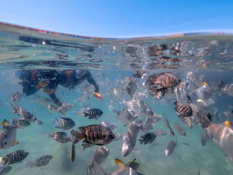 Brisbane: Moreton Island all inclusive Snorkeling Tour - The one-hour snorkel around the wrecks