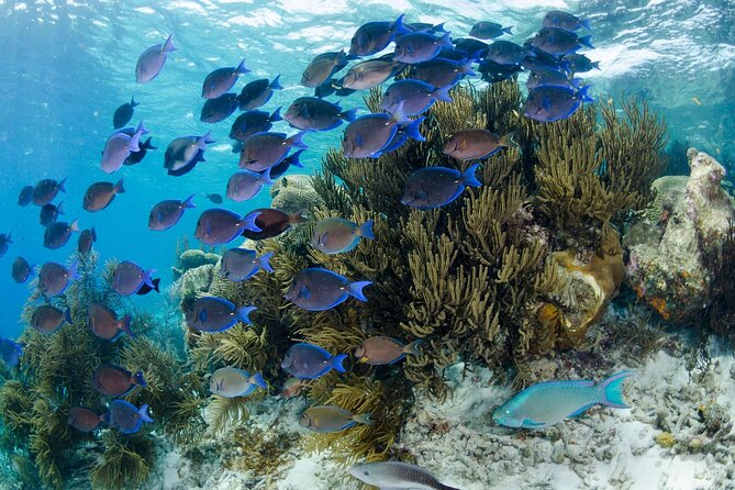 Brunch & Snorkel Catamaran Tour - Is $135 a fair price?