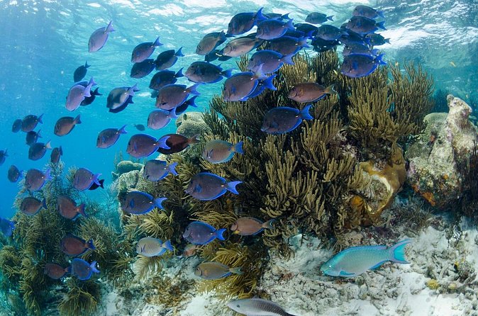 Brunch & Snorkel Catamaran Tour - Weather, cancellations, and the booking decision